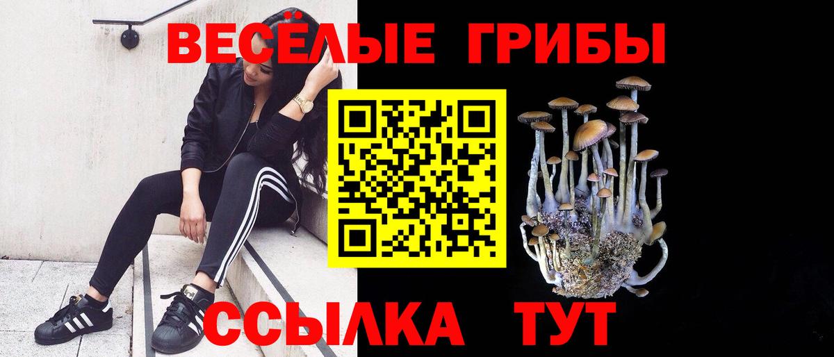Галлюциногенные грибы Psilocybe Ставрополь